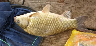 충주호 짱가네낚시터