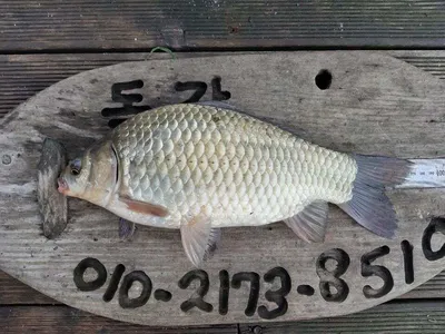 돌감낚시터 37cm