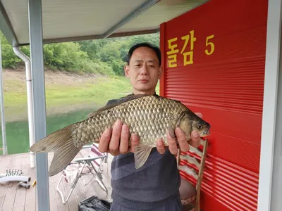 돌감낚시터 41cm 붕어 조황입니다.
