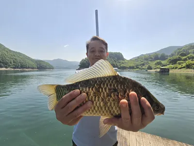 대물및허리급 조황