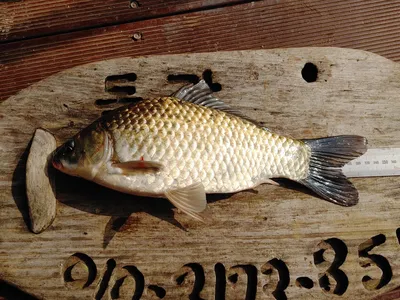 돌감낚시터 붕어조황입니다.