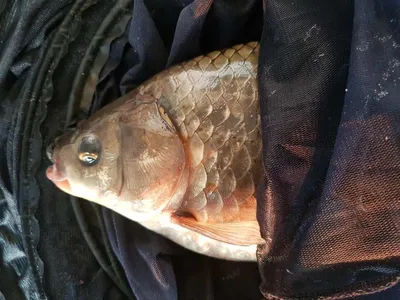 한버들 4짜 조황입니다