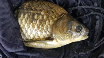 청풍 한버들 낚시터 4짜포함 허릿급 조황입니다