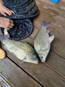 사오리낚시터 조황정보