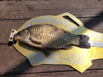 청풍실리곡낚시터 조황입니다.