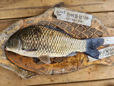 청풍 한버들 허릿급 조황입니다