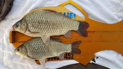 한버들 조황입니다