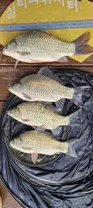 실리곡낚시터  허리급 조황입니다.