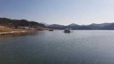 한버들 허릿급 조황입니다