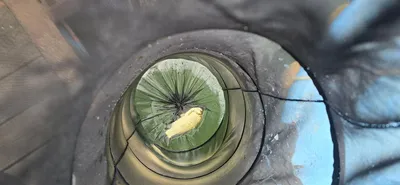 신매낚시터 6월 16일 조황