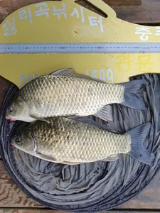 실리곡낚시터 허리급 5수 조황입니다.