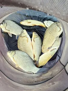 청풍 한버들 허릿급 조황입니다