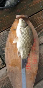 충주호 짱가네낚시터 