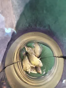 목벌주말조황소식입니다.