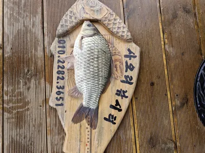 사오리 낚시터 조황정보