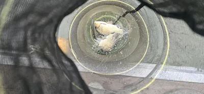 신매낚시터 7월 25일 조황