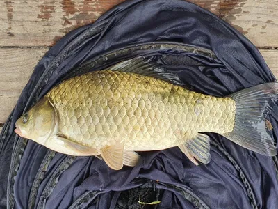 실리곡낚시터 4짜.허리급 조황입니다.