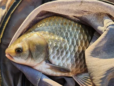 청풍 한버들 왕중왕전 조황입니다