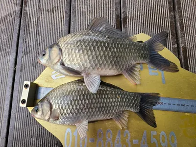 청풍 실리곡낚시터 허리급입니다.