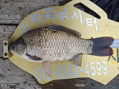 실리곡낚시터 조황입니다.