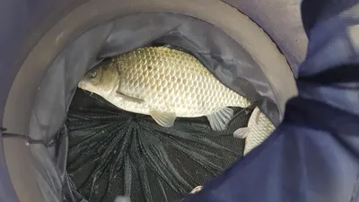 한버들 조황입니다