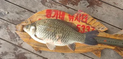 (청풍호) 짱가네좌대 조황입니다