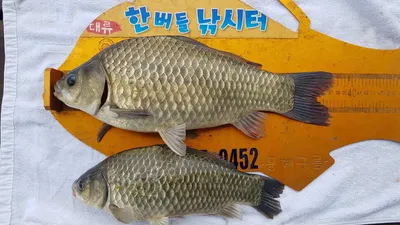 한버들 조황입니다