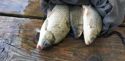 충주호 짱가네낚시터 