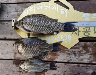 실리곡낚시터 조황입니다.