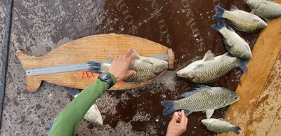 충주호 짱가네낚시터 