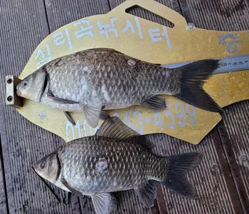 청풍 실리곡낚시터  4짜외 허리급입니다.