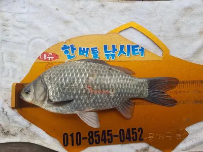 한버들 조황입니다