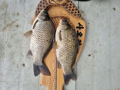 사오리 낚시터 조황정보