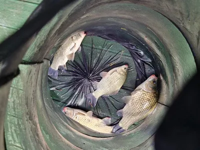 사오리 낚시터 조황정보