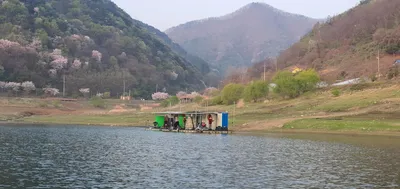 용곡 김기호 낚시터 사짜와 허리급 조황입니다
