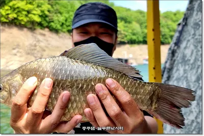 늘푸른  조황입니다