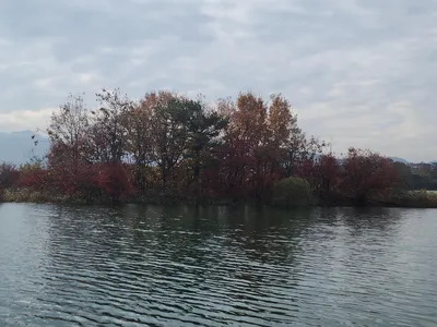 청풍 한버들 조황입니다