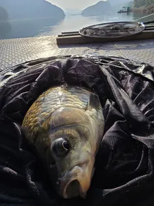 대물및허리급 조황