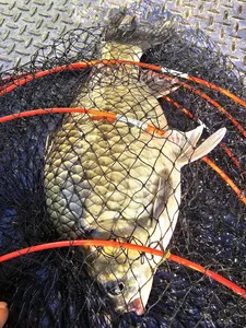 목벌의 계절 대물들과...