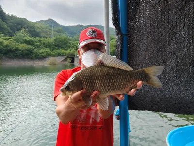 돌감낚시터 붕어조황입니다.