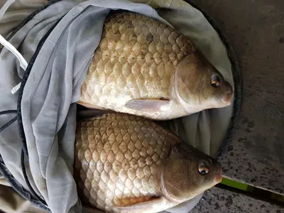 한버들 4짜 포함 허릿급 조황입니다