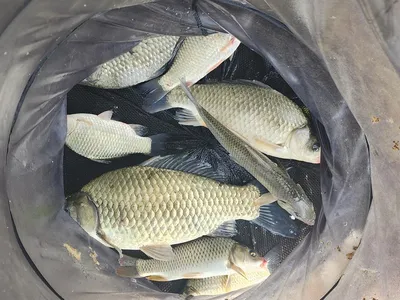 청풍 한버들 조황입니다