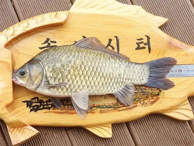 솔낚시터 4짜 조황소식 입니다