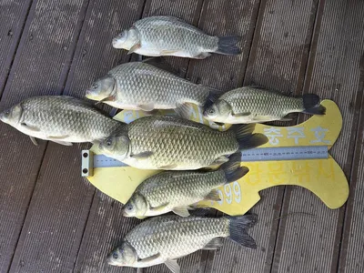 청풍 실리곡낚시터 조황입니다.