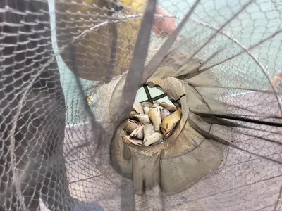 청풍 실리곡낚시터  허리급 조황입니다.