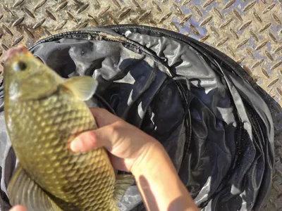 목벌낚시터 조황정보