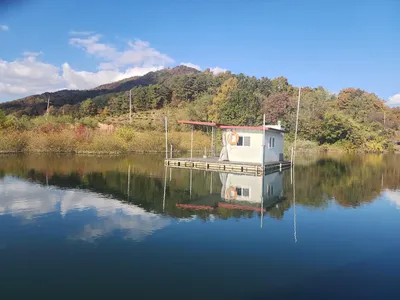 청풍 한버들 조황입니다