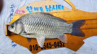 한버들 조황입니다