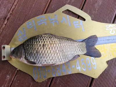 청풍 실리곡낚시터입니다.