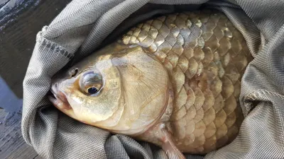 한버들 4짜 포함 허릿급 조황입니다